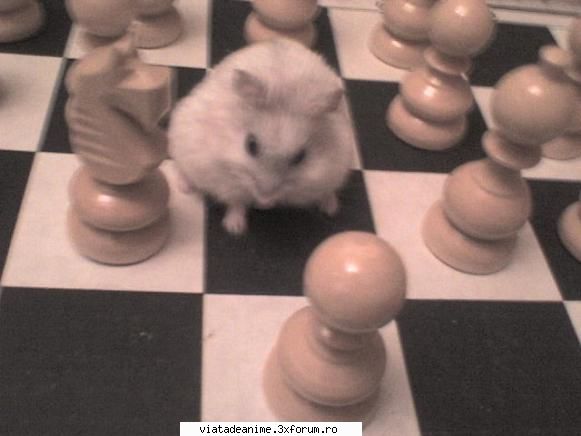 Nota pentru poza - ah nu mers poza :( . pun alta :D. Ala e hamsterul - Jocuri