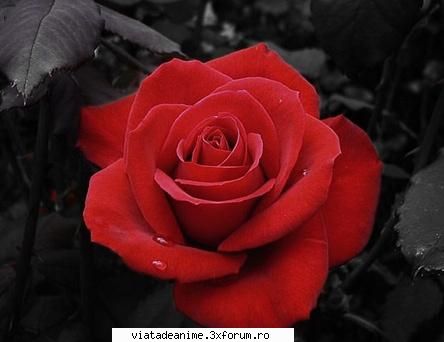 Trandafirii - Sa ne spunem parerile despre aceasta floare - ^Florii^